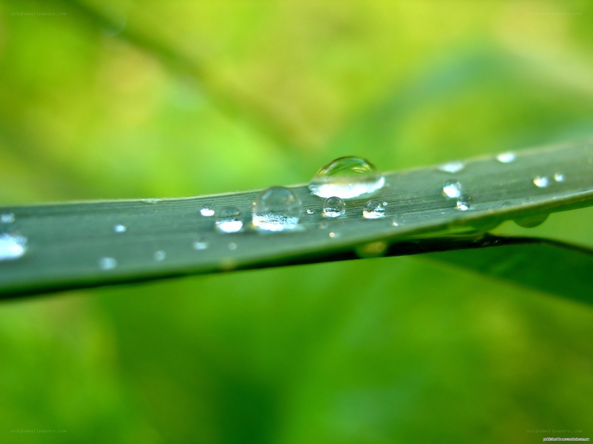 Water droplets on a green leaf