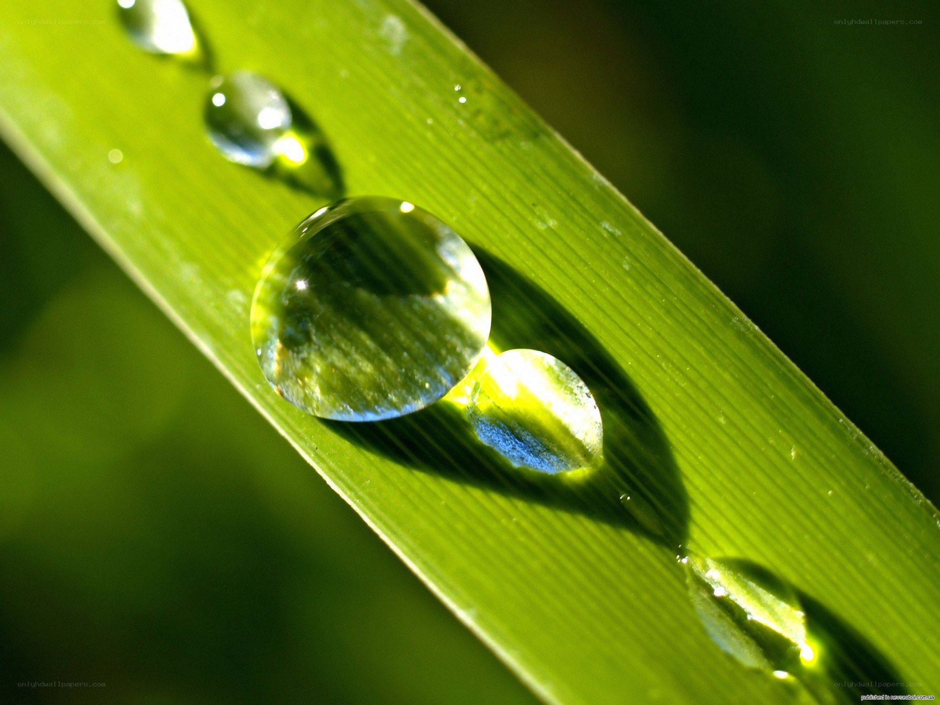 Water droplets on a green leaf