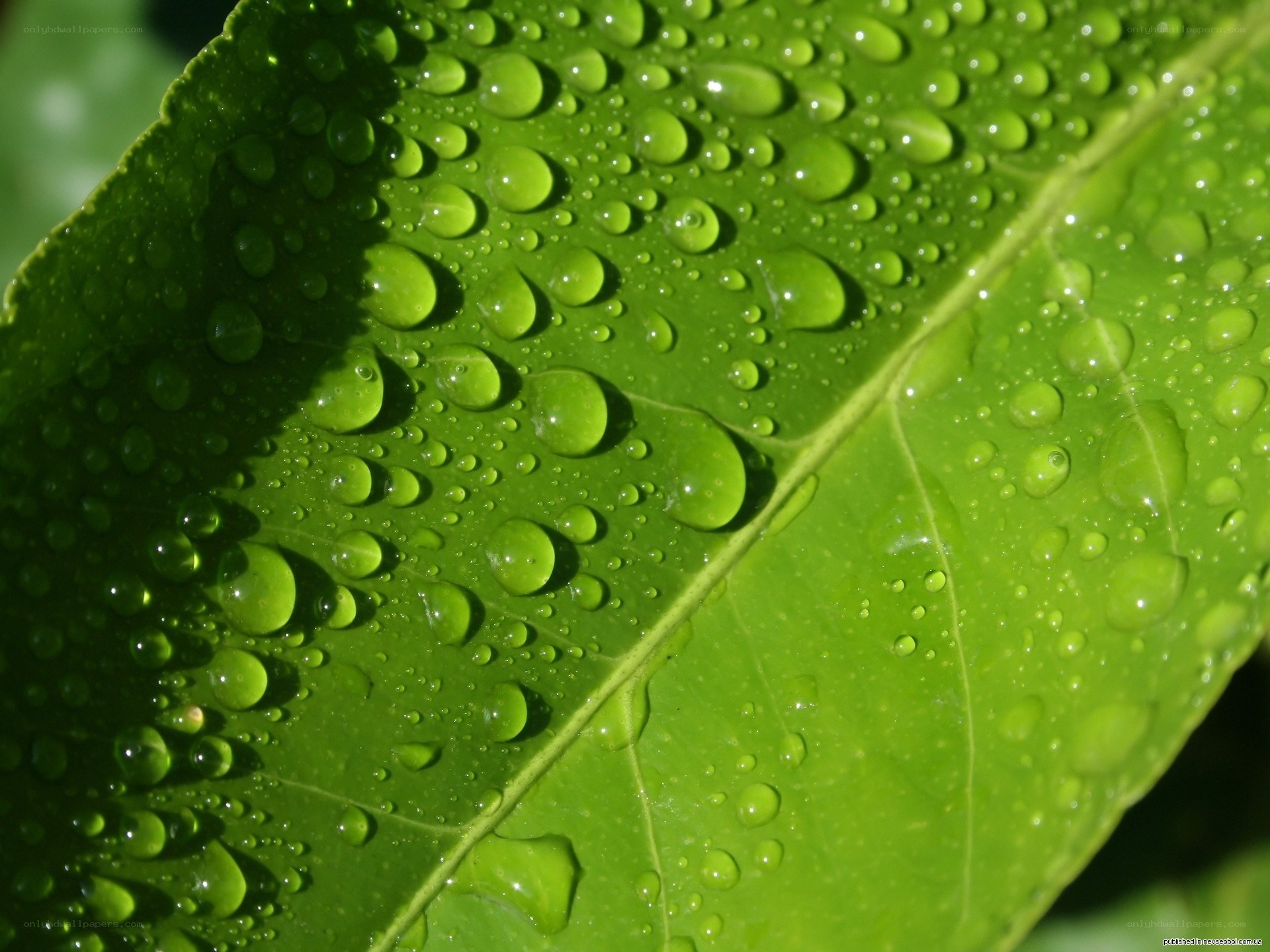Water droplets on a green leaf