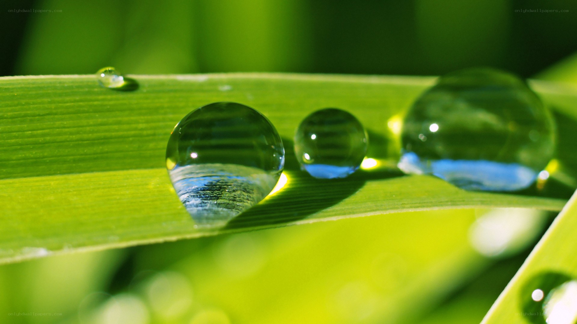 Water droplets on a green leaf
