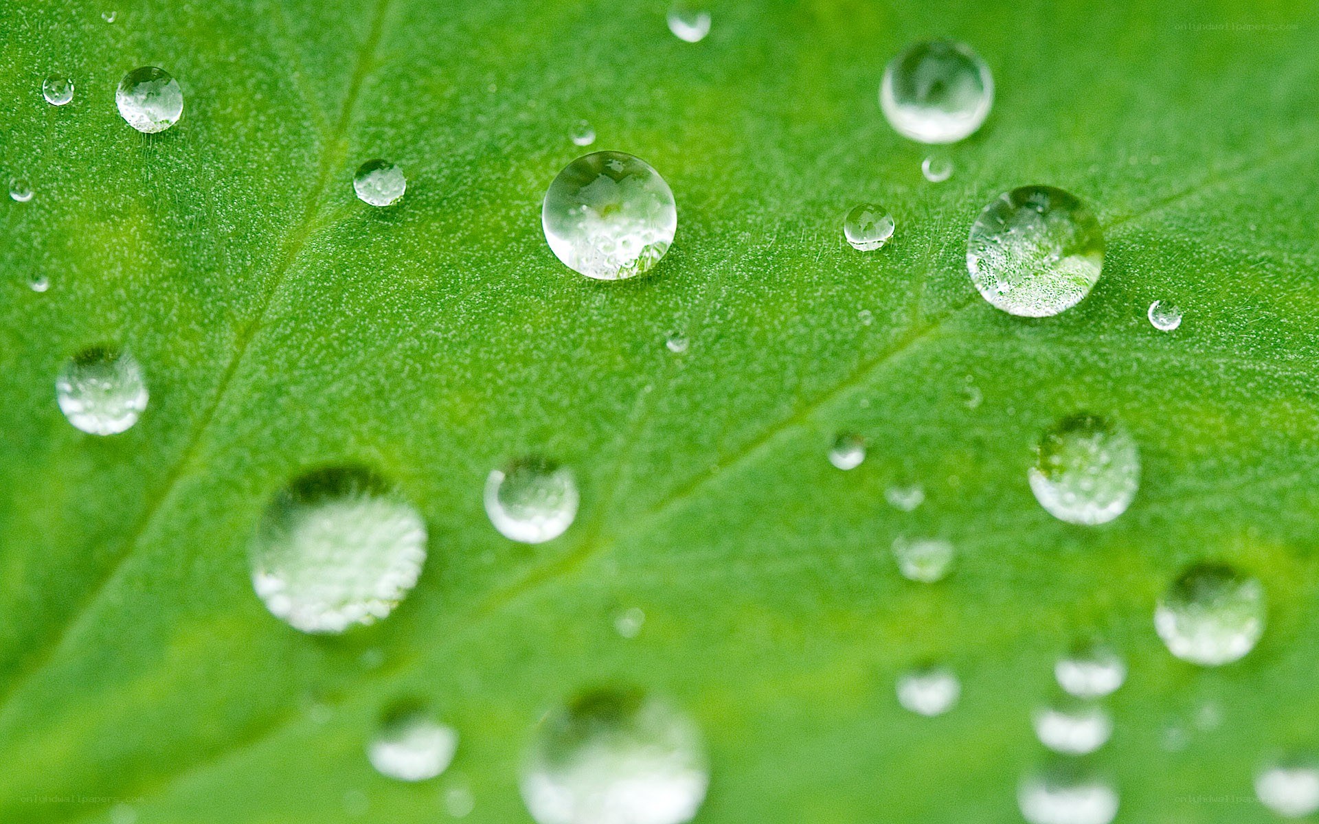 Water droplets on a green leaf