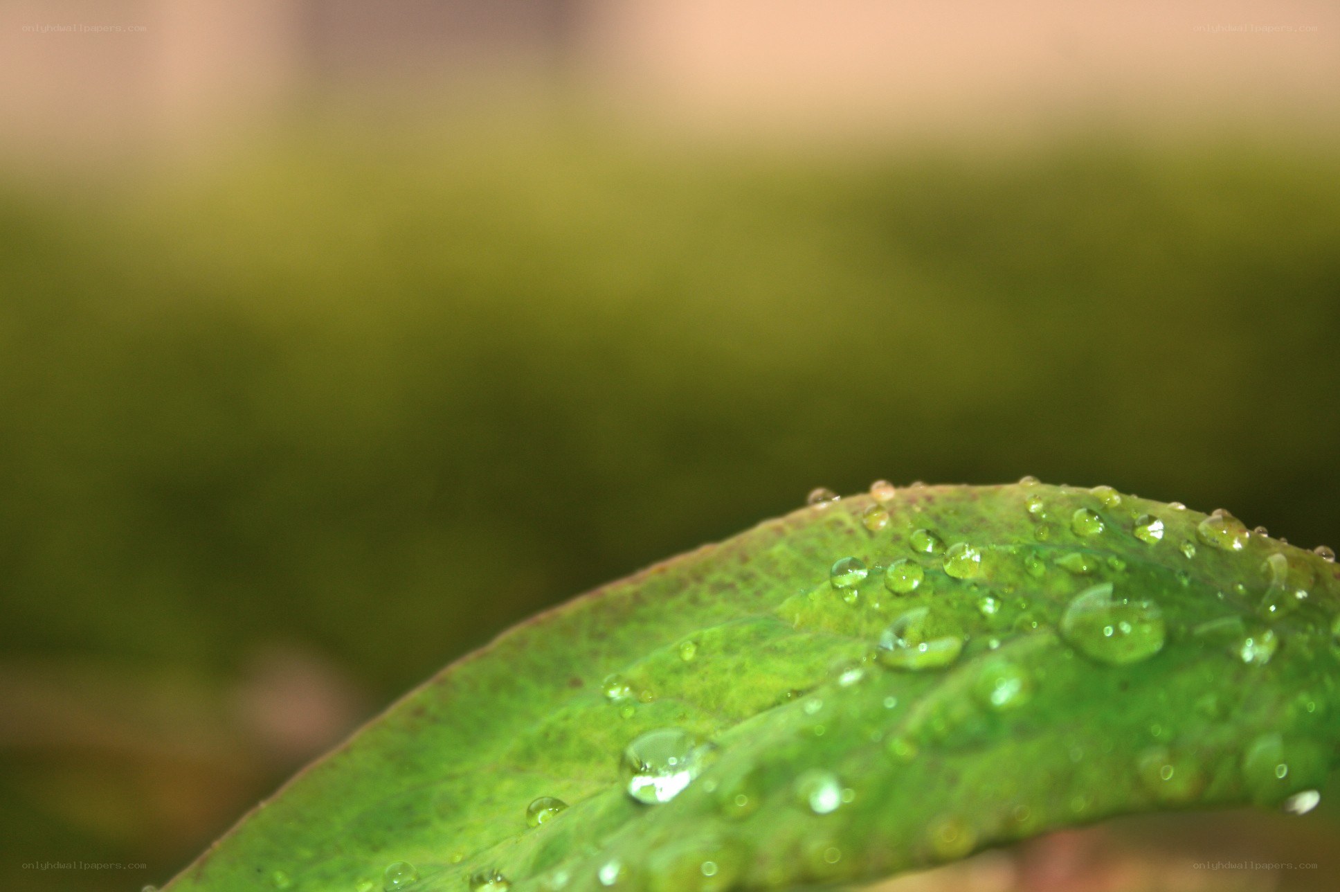 Water droplets on a green leaf