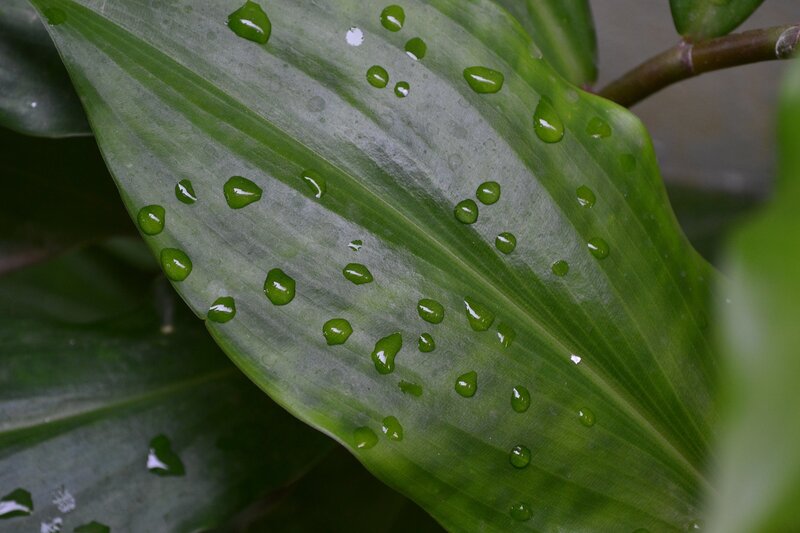 Water droplets on a green leaf