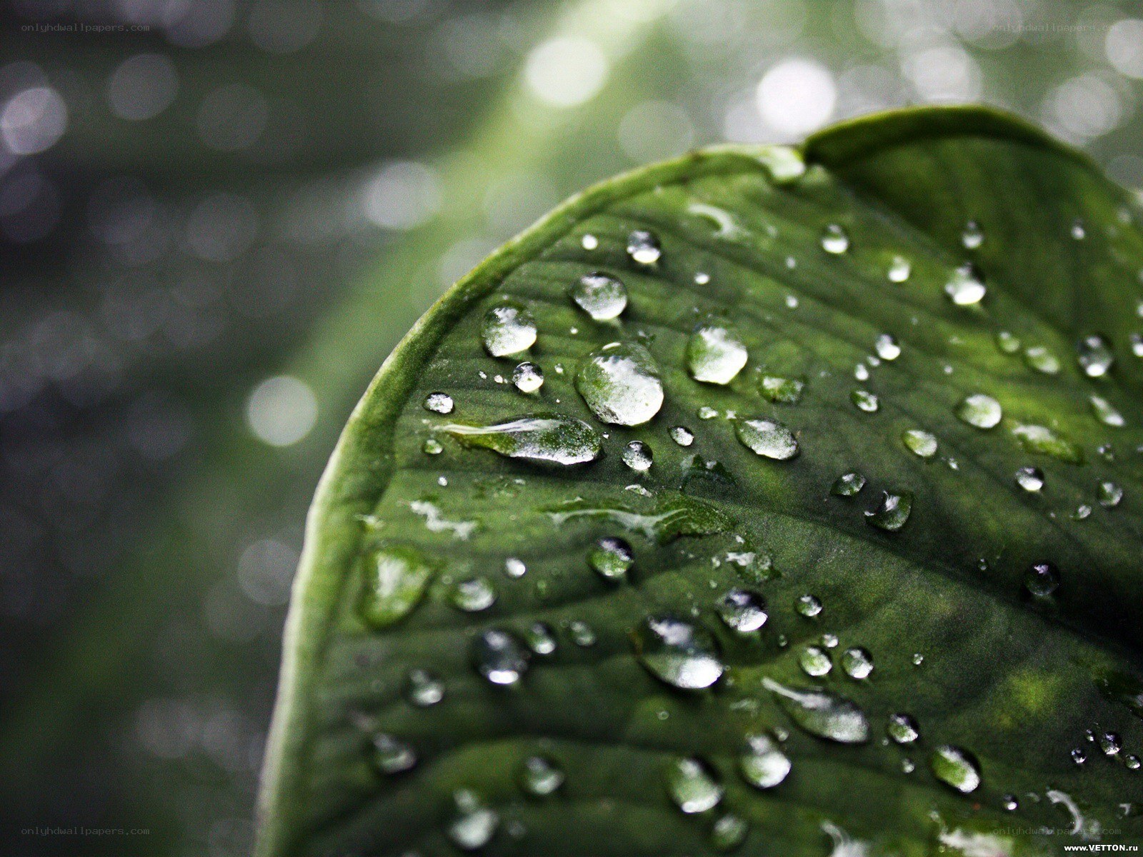 Water droplets on a green leaf