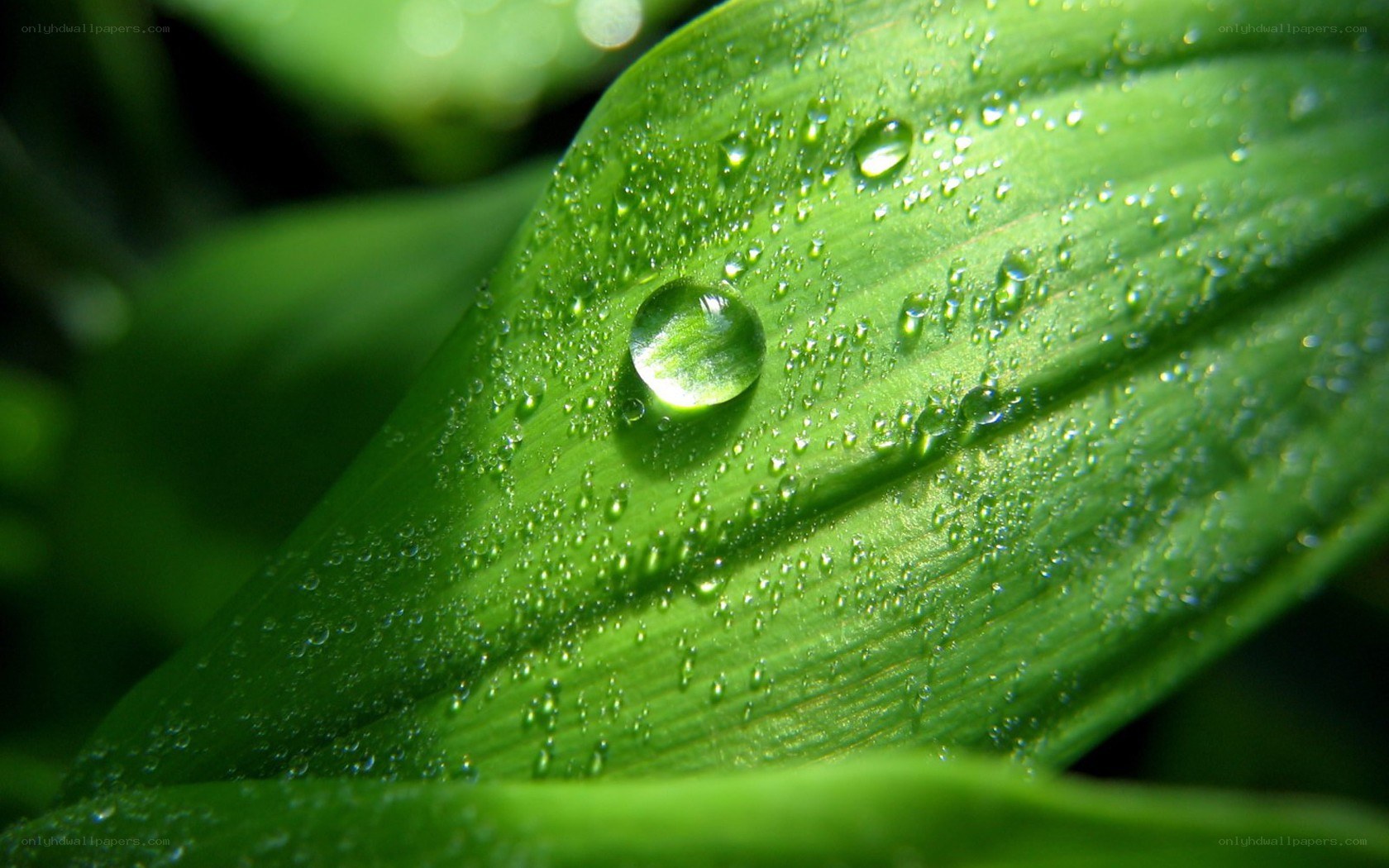 Water droplets on a green leaf