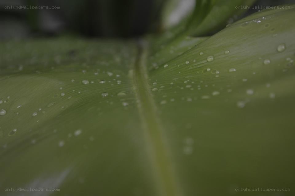 Water droplets on a green leaf