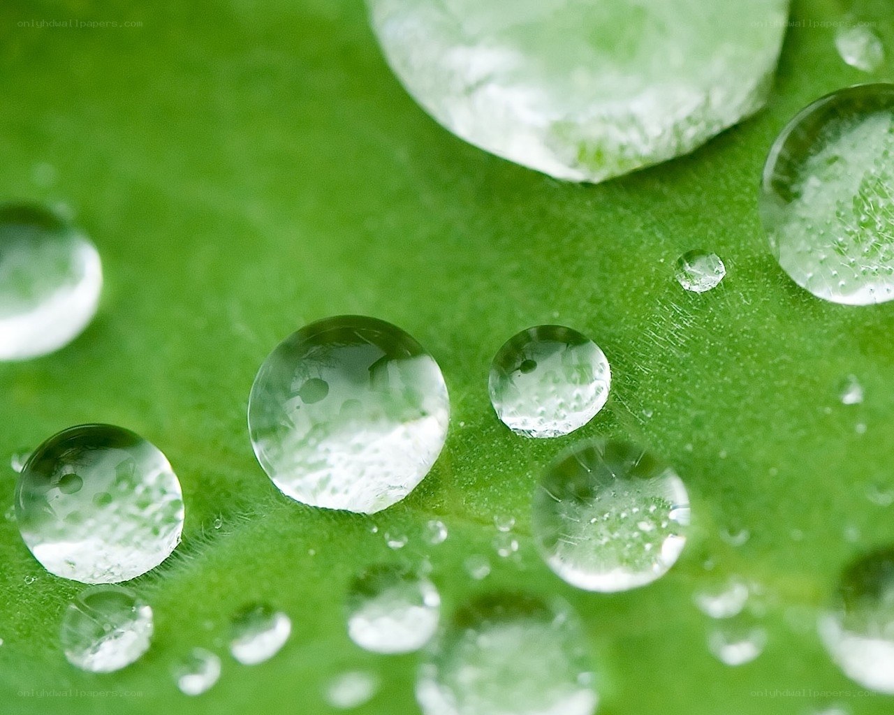Water droplets on a green leaf