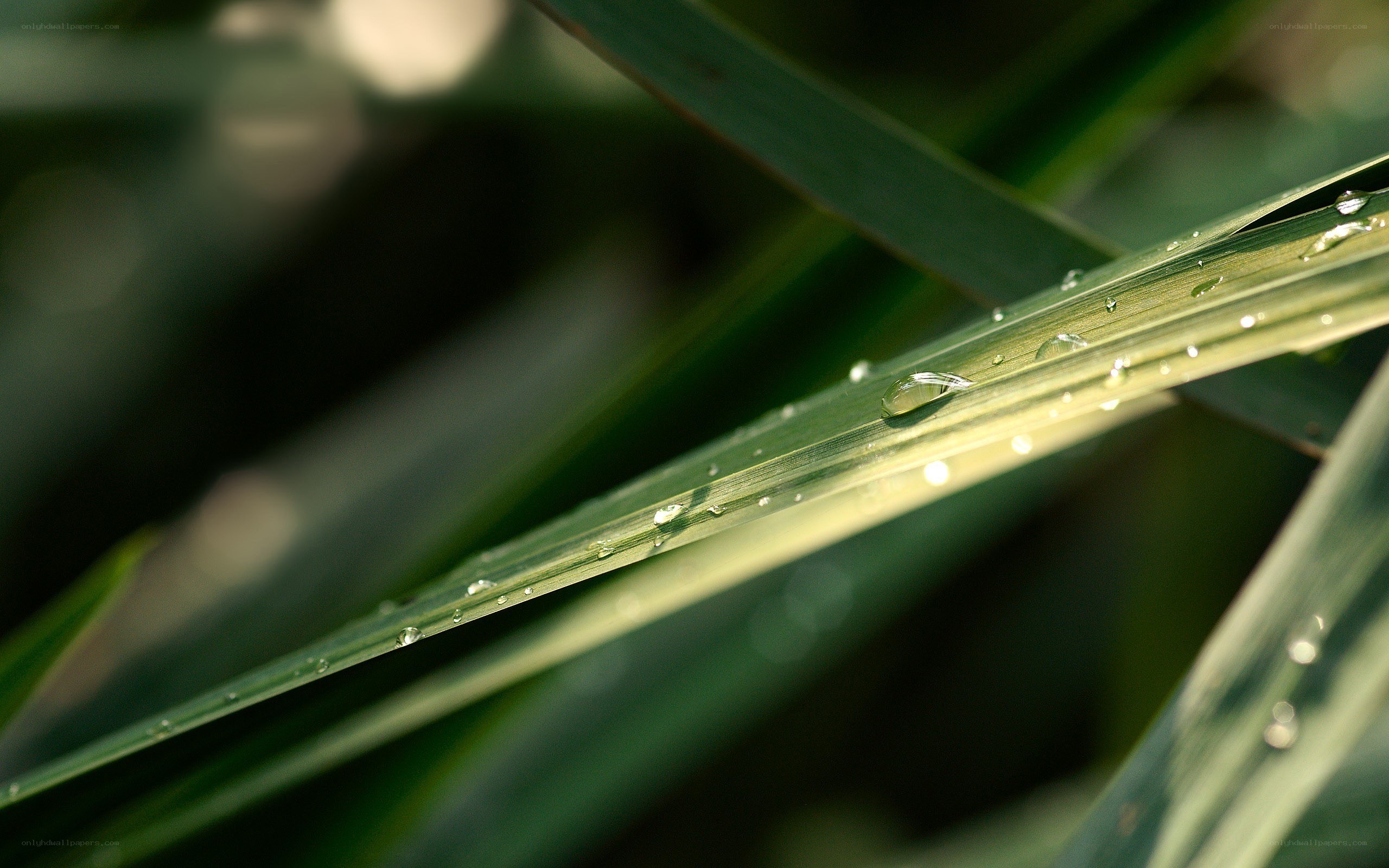 Water droplets on a green leaf