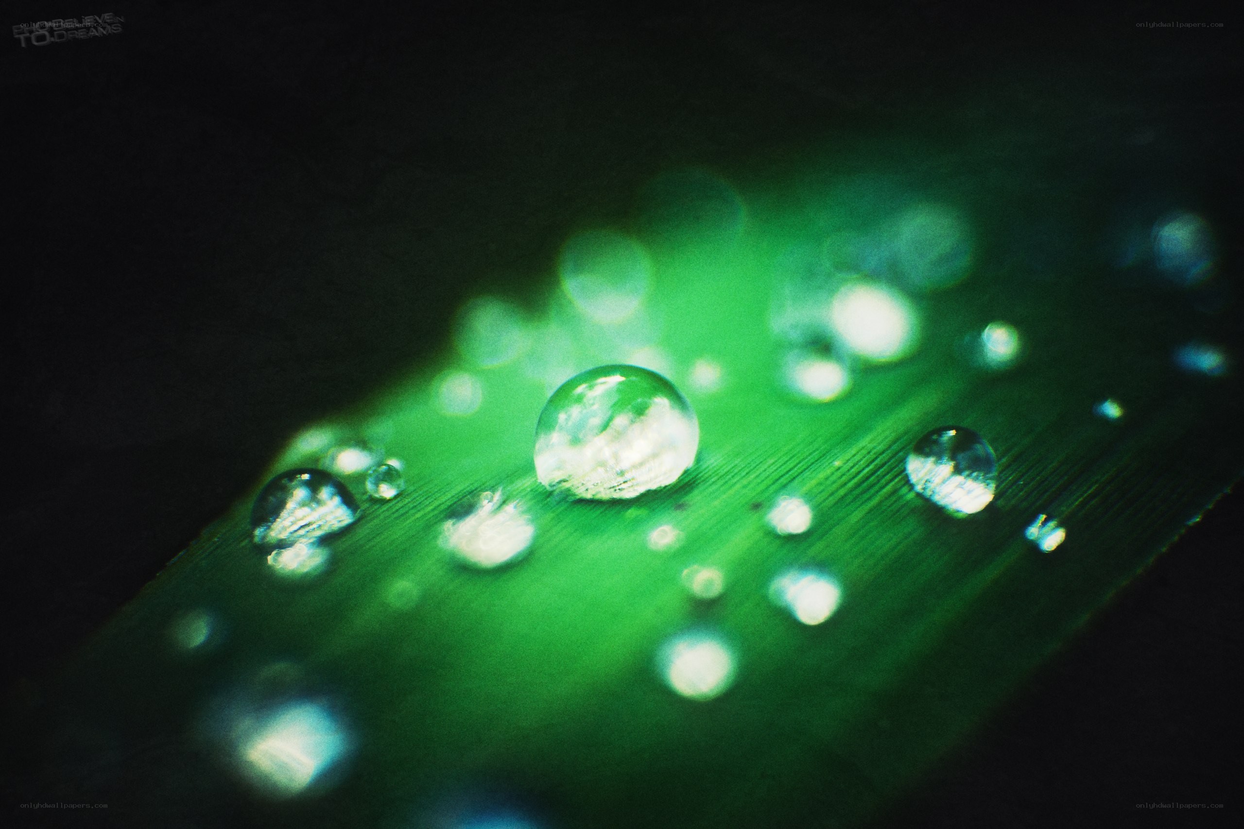 Water droplets on a green leaf
