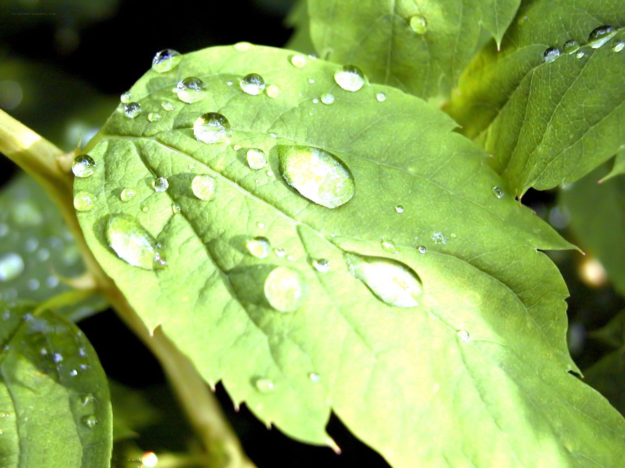 Water droplets on a green leaf