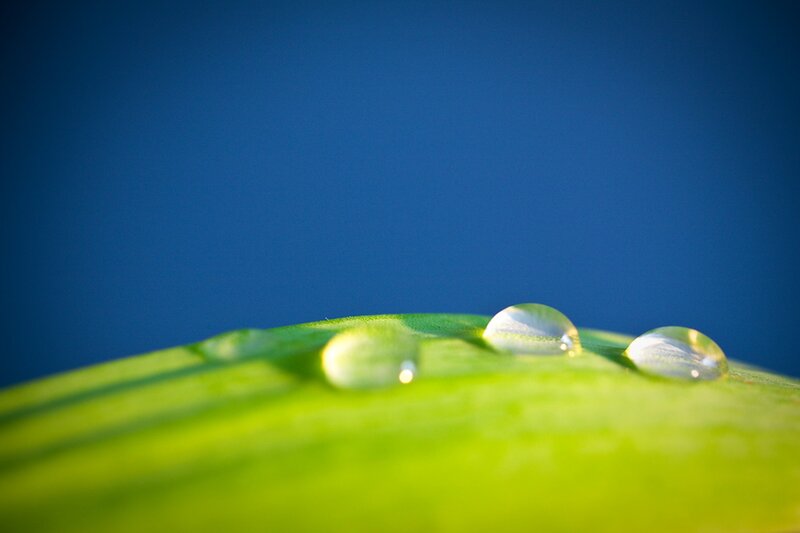 Water droplets on a green leaf