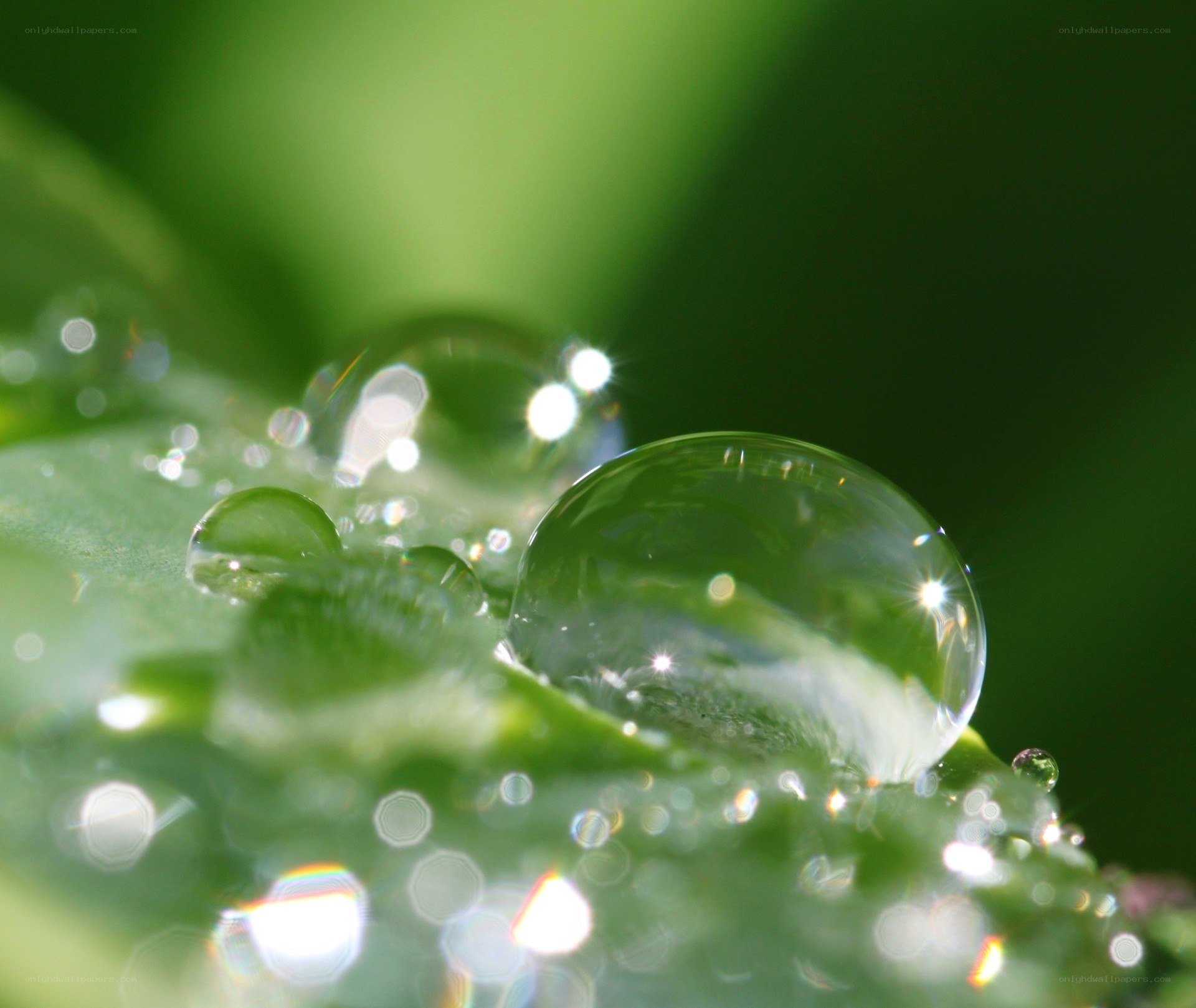 Water droplets on a green leaf