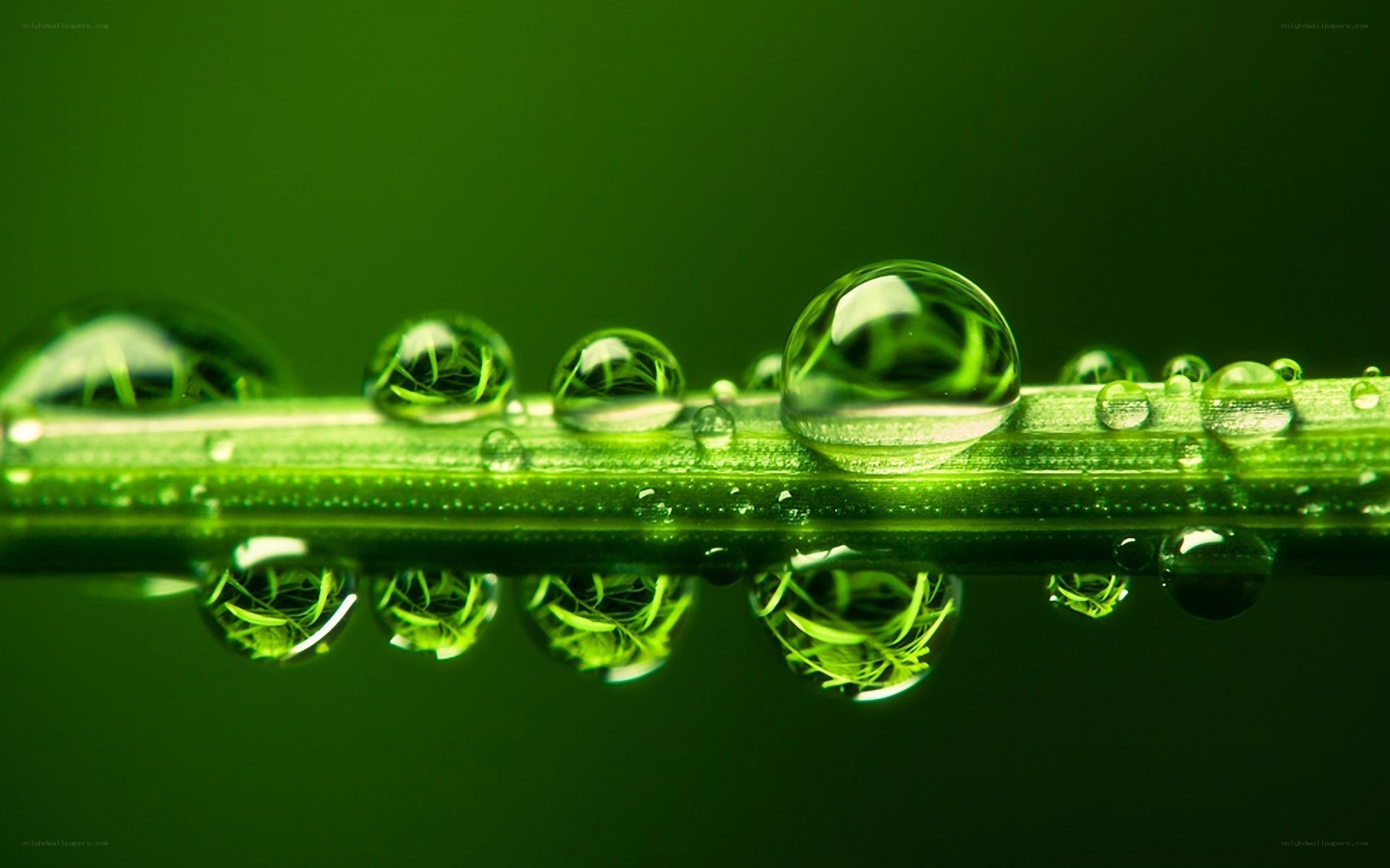 Water droplets on a green leaf