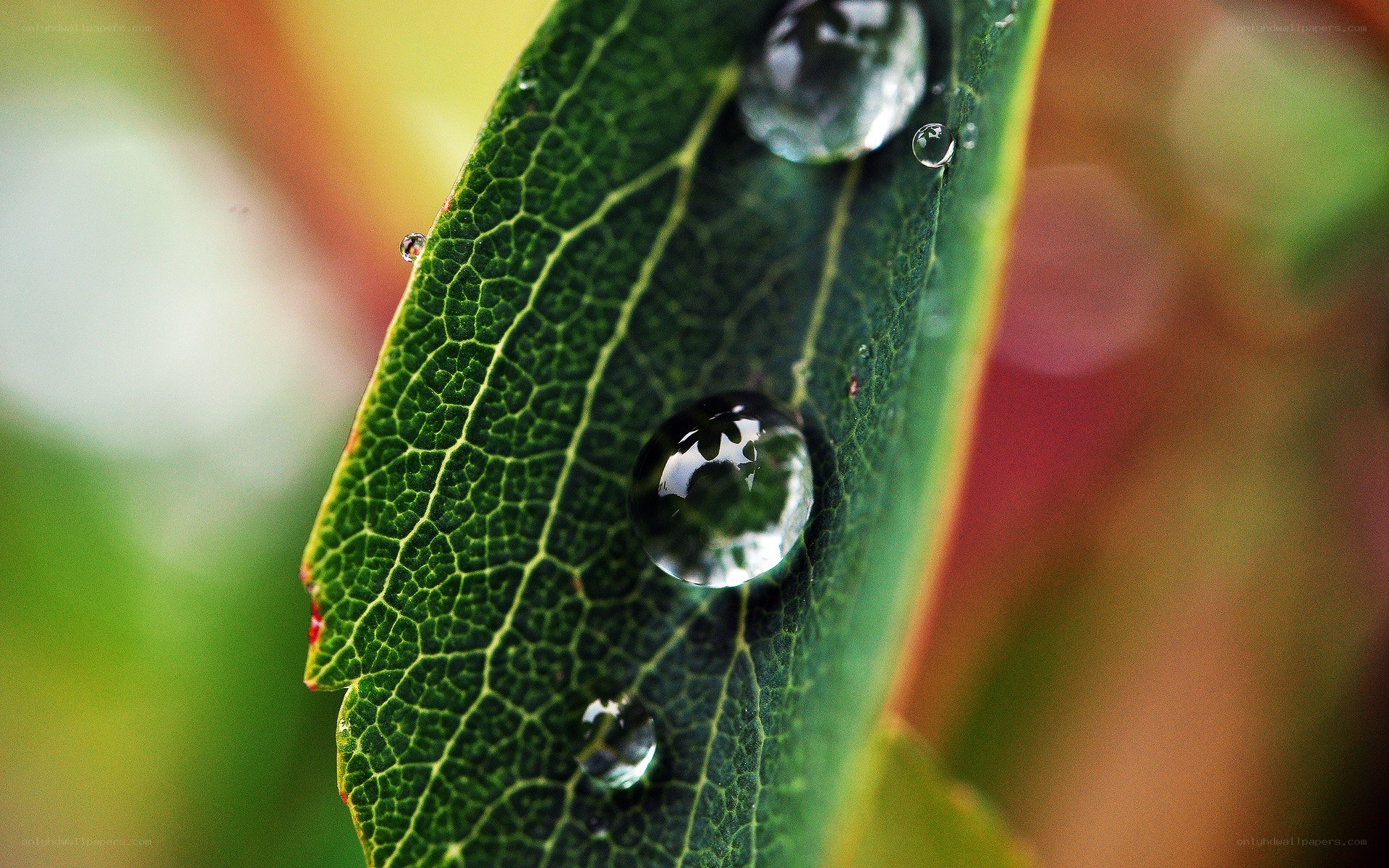 Water droplets on a green leaf