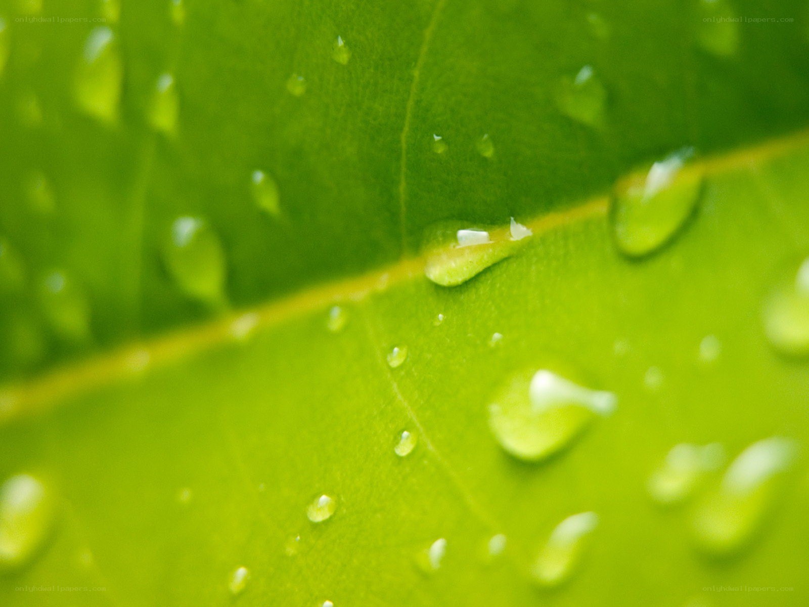Water droplets on a green leaf