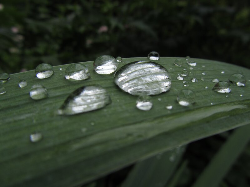 Water droplets on a green leaf