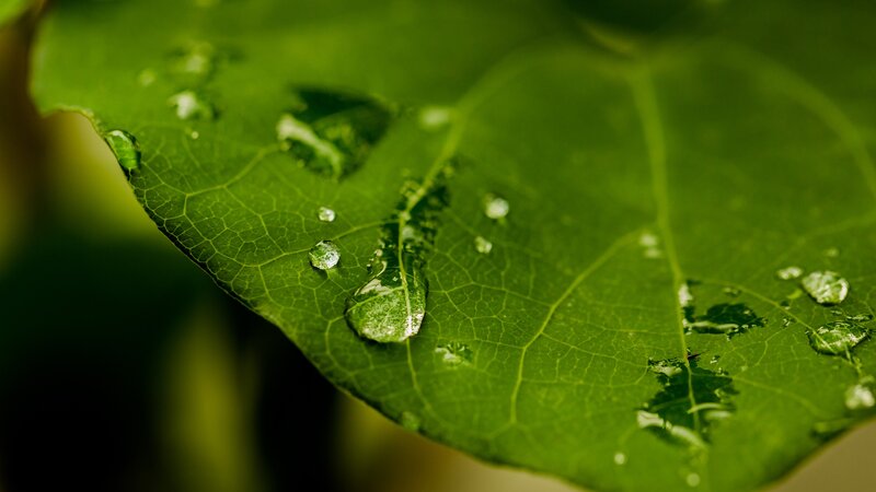Water droplets on a green leaf