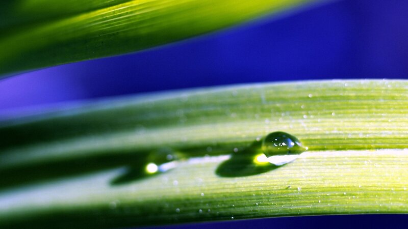 Water droplets on a green leaf