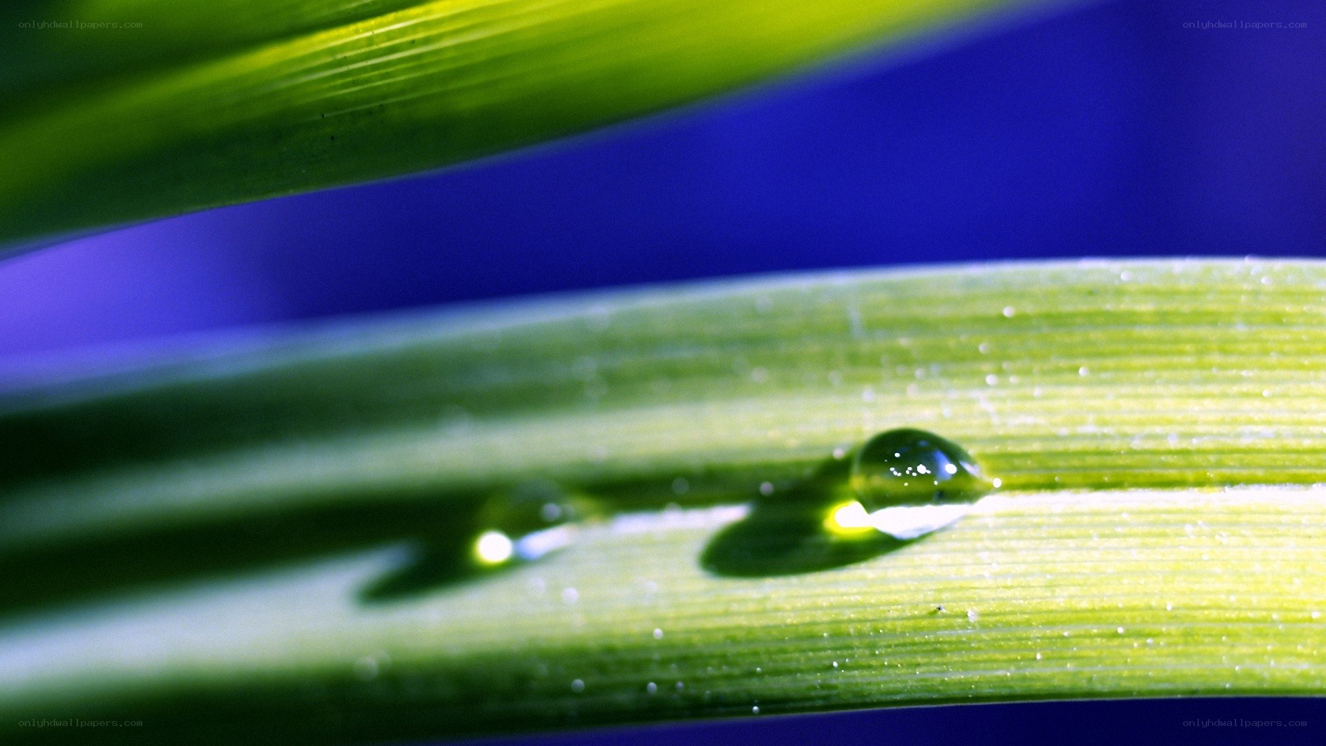 Water droplets on a green leaf