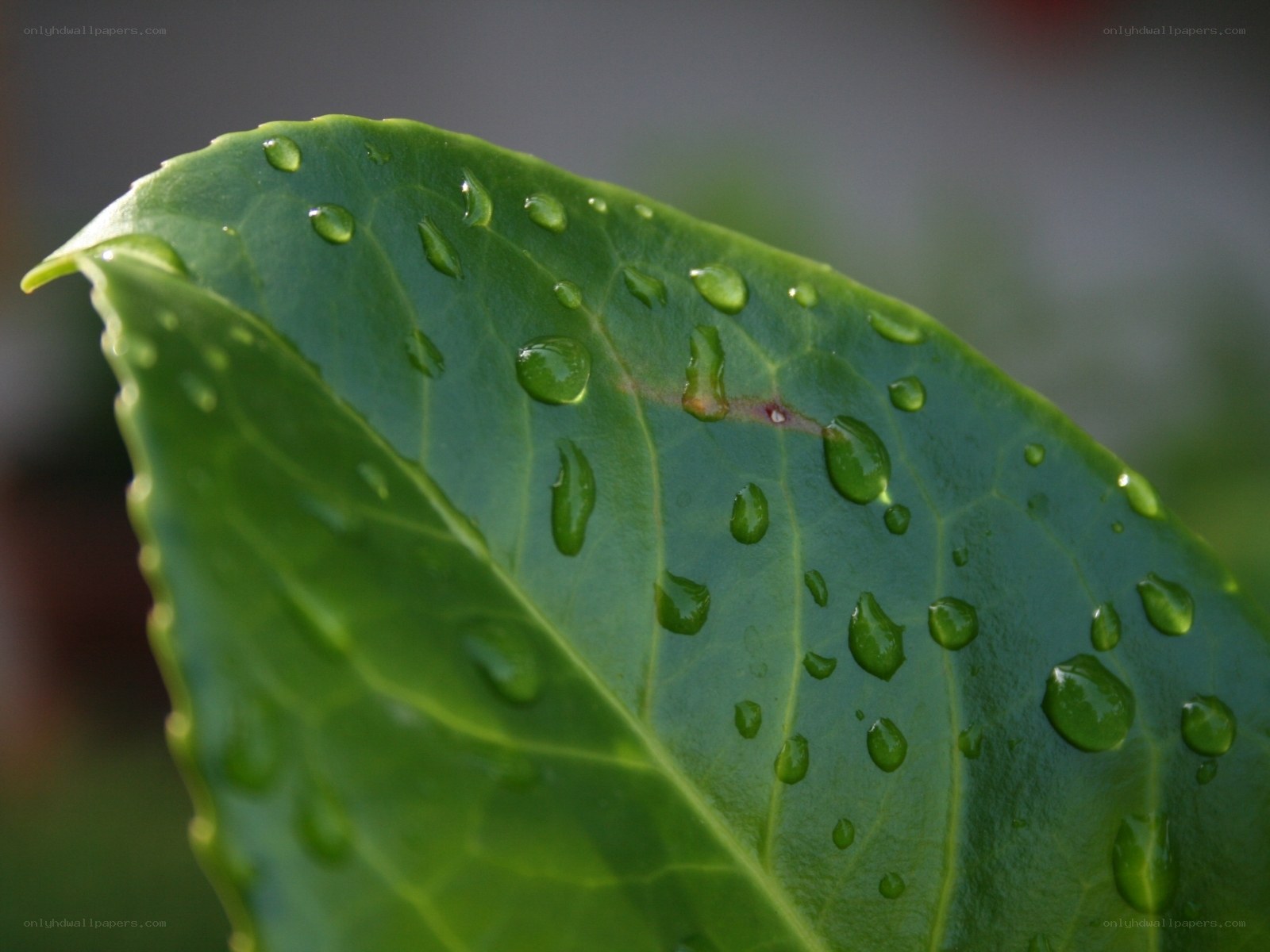 Water droplets on a green leaf