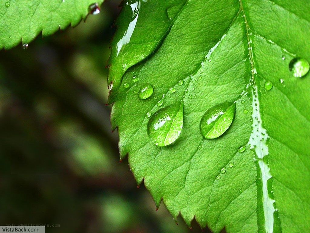 Water droplets on a green leaf
