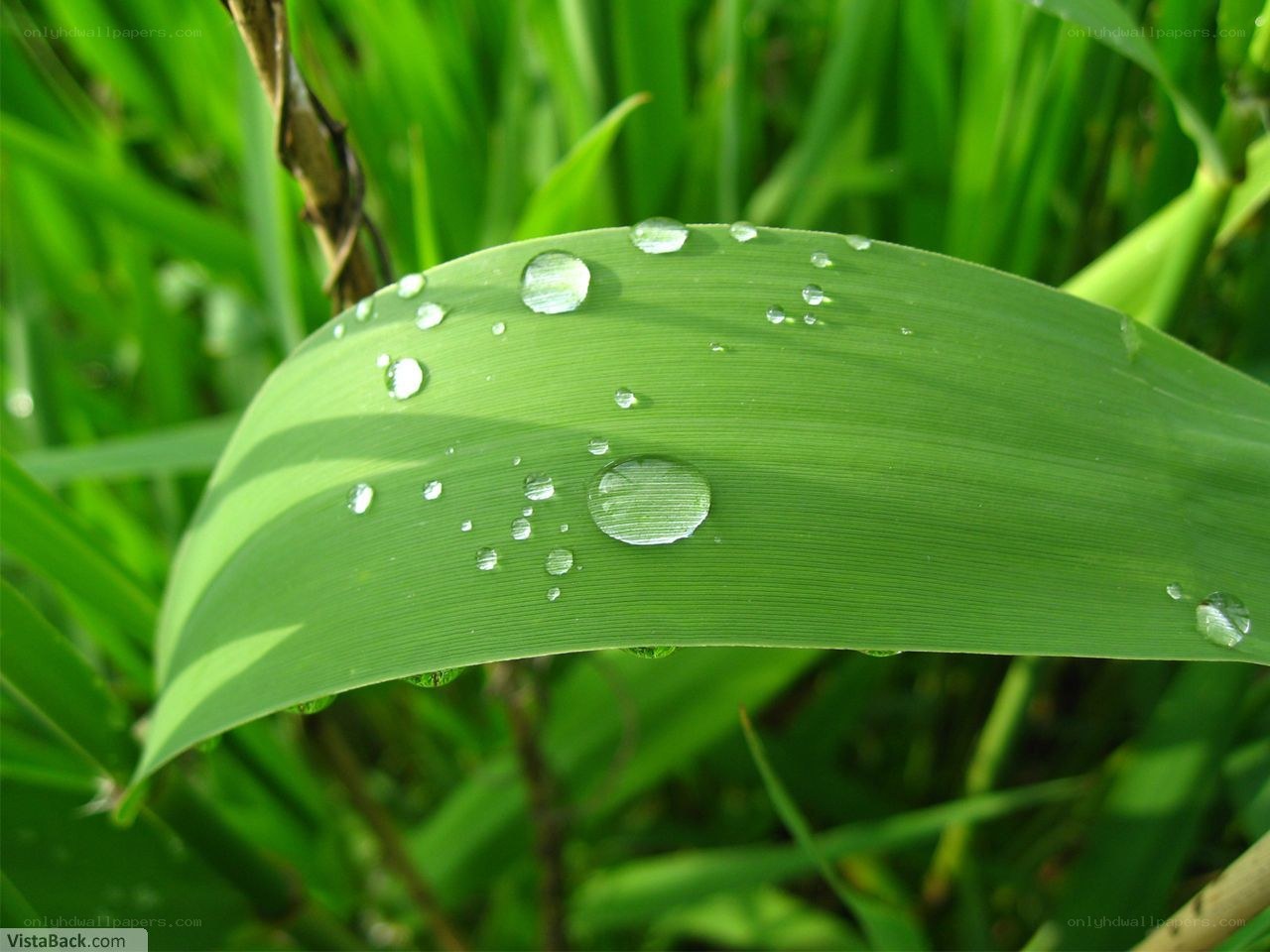 Water droplets on a green leaf