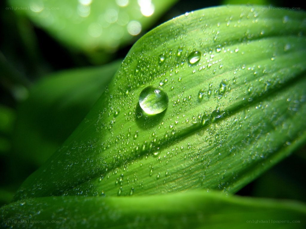 Water droplets on a green leaf