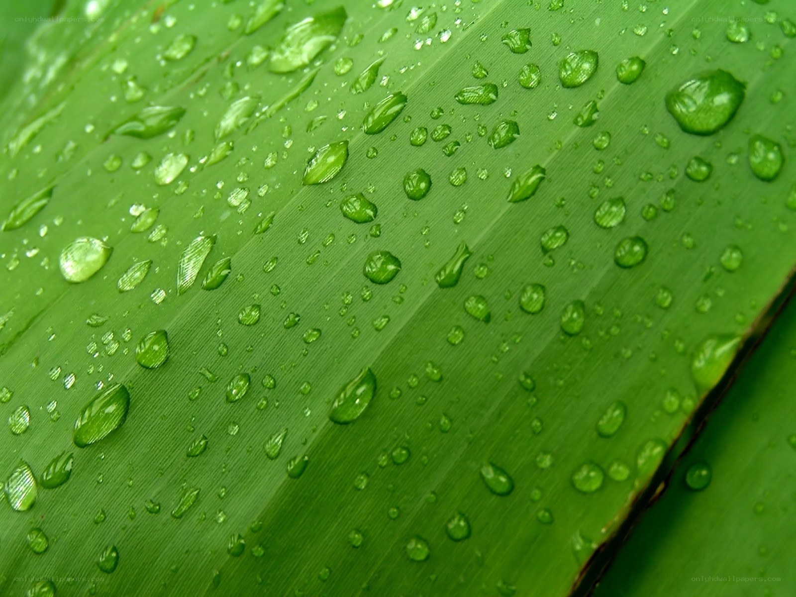 Water droplets on a green leaf