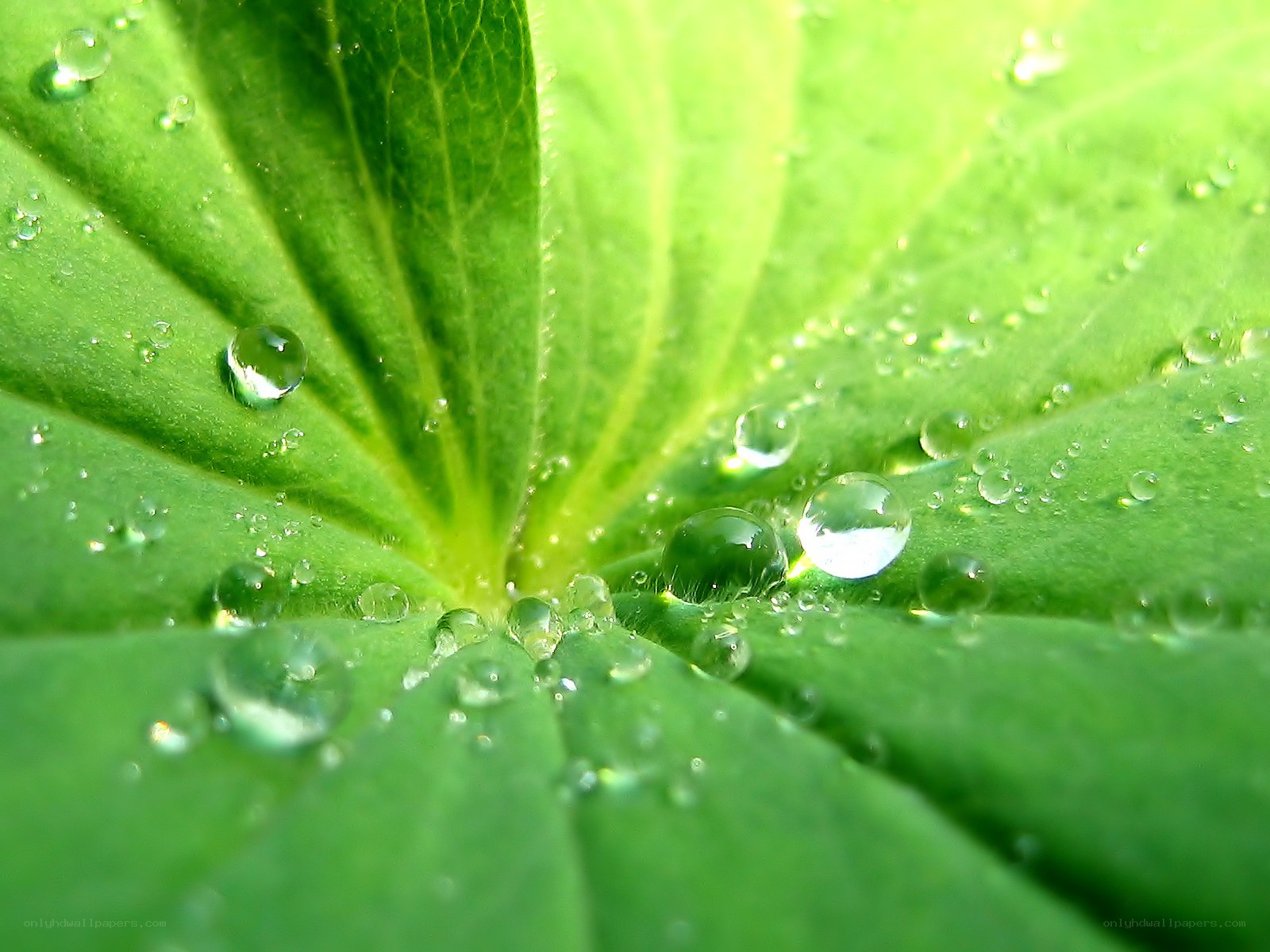 Water droplets on a green leaf