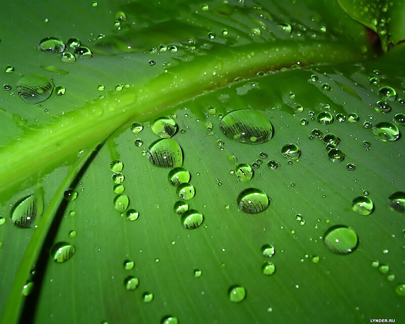 Water droplets on a green leaf