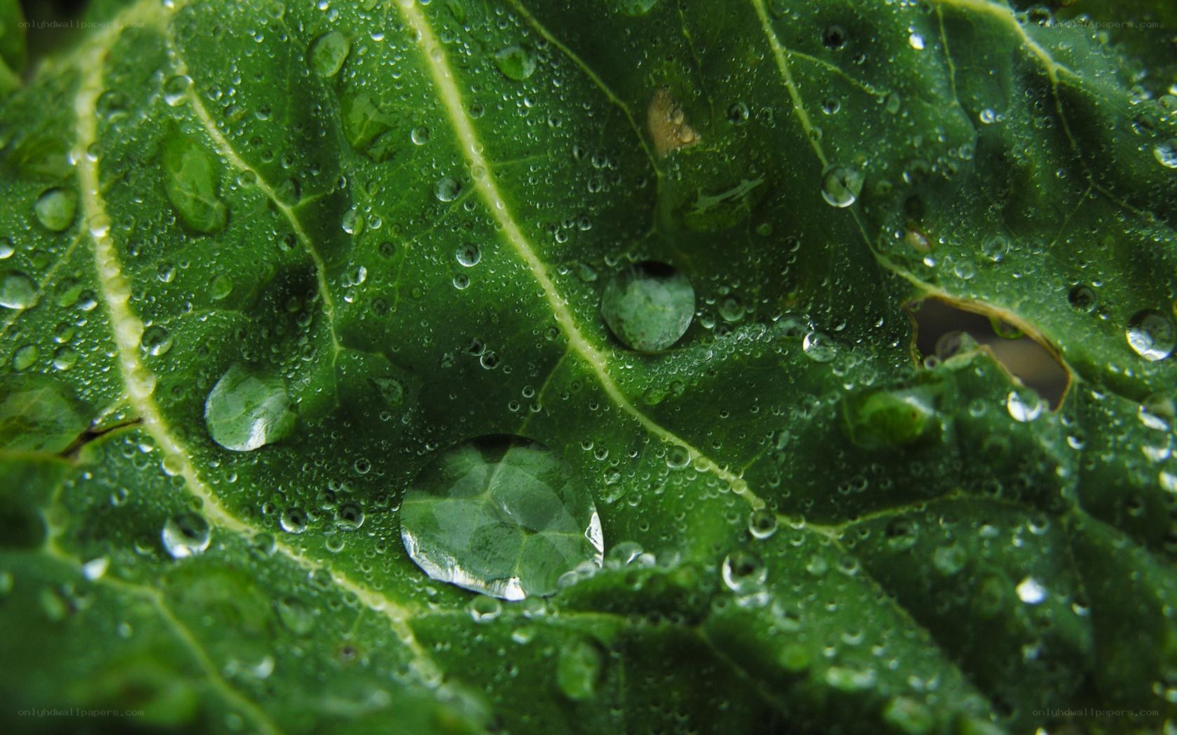Water droplets on a green leaf