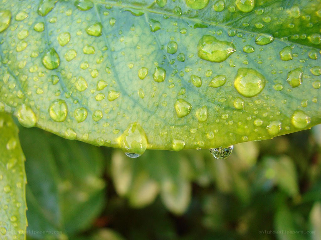 Water droplets on a green leaf