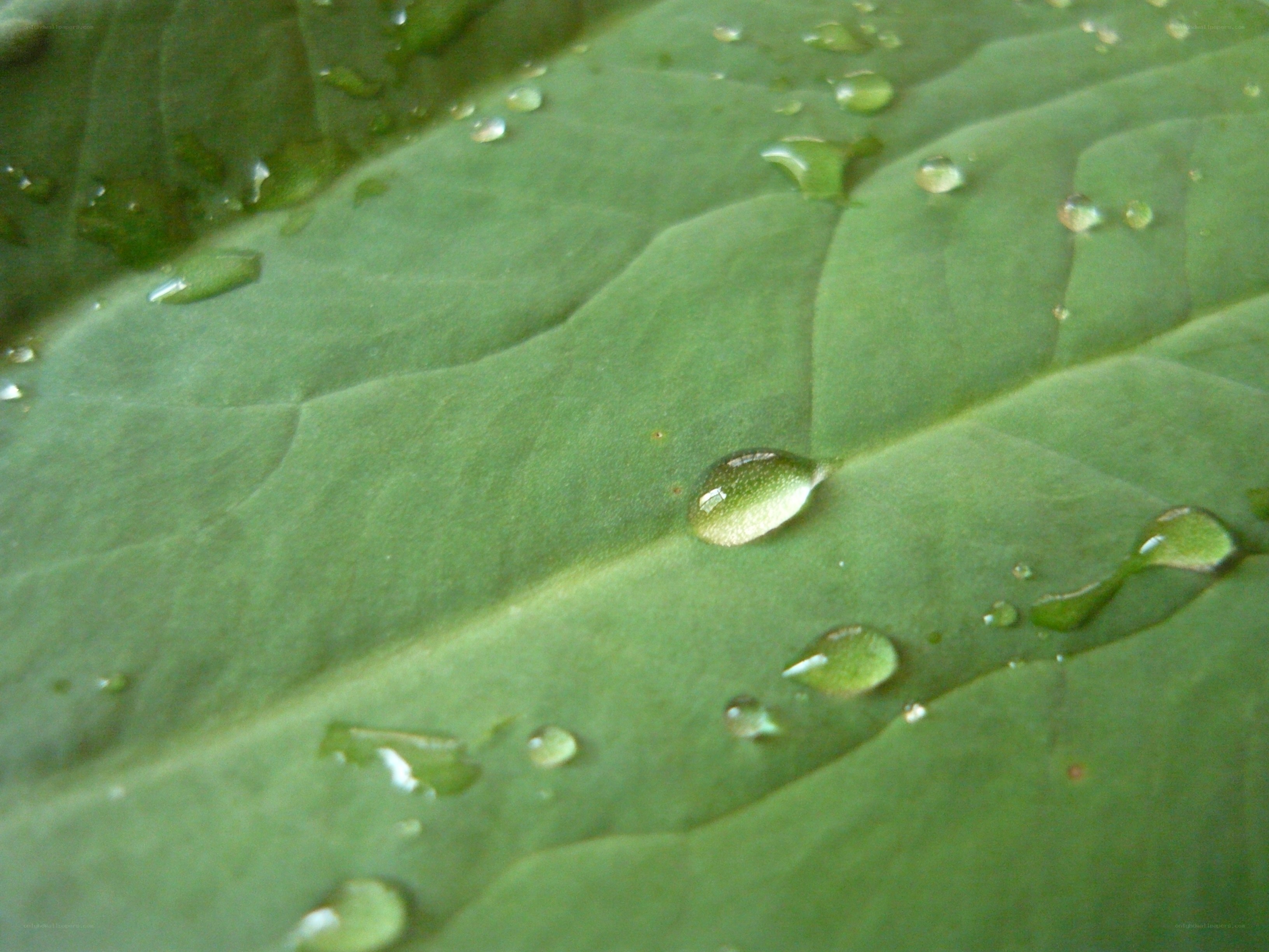 Water droplets on a green leaf