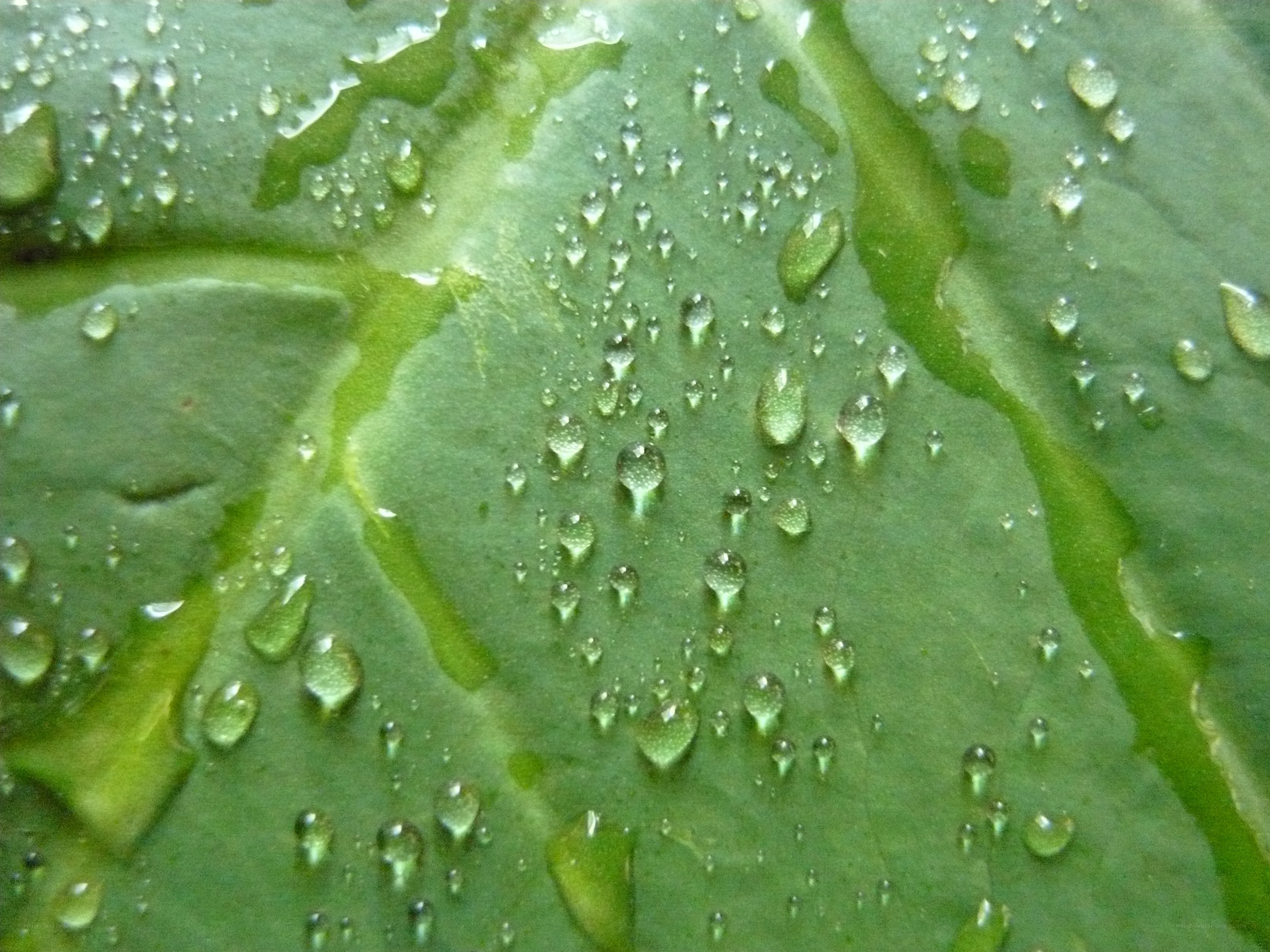 Water droplets on a green leaf