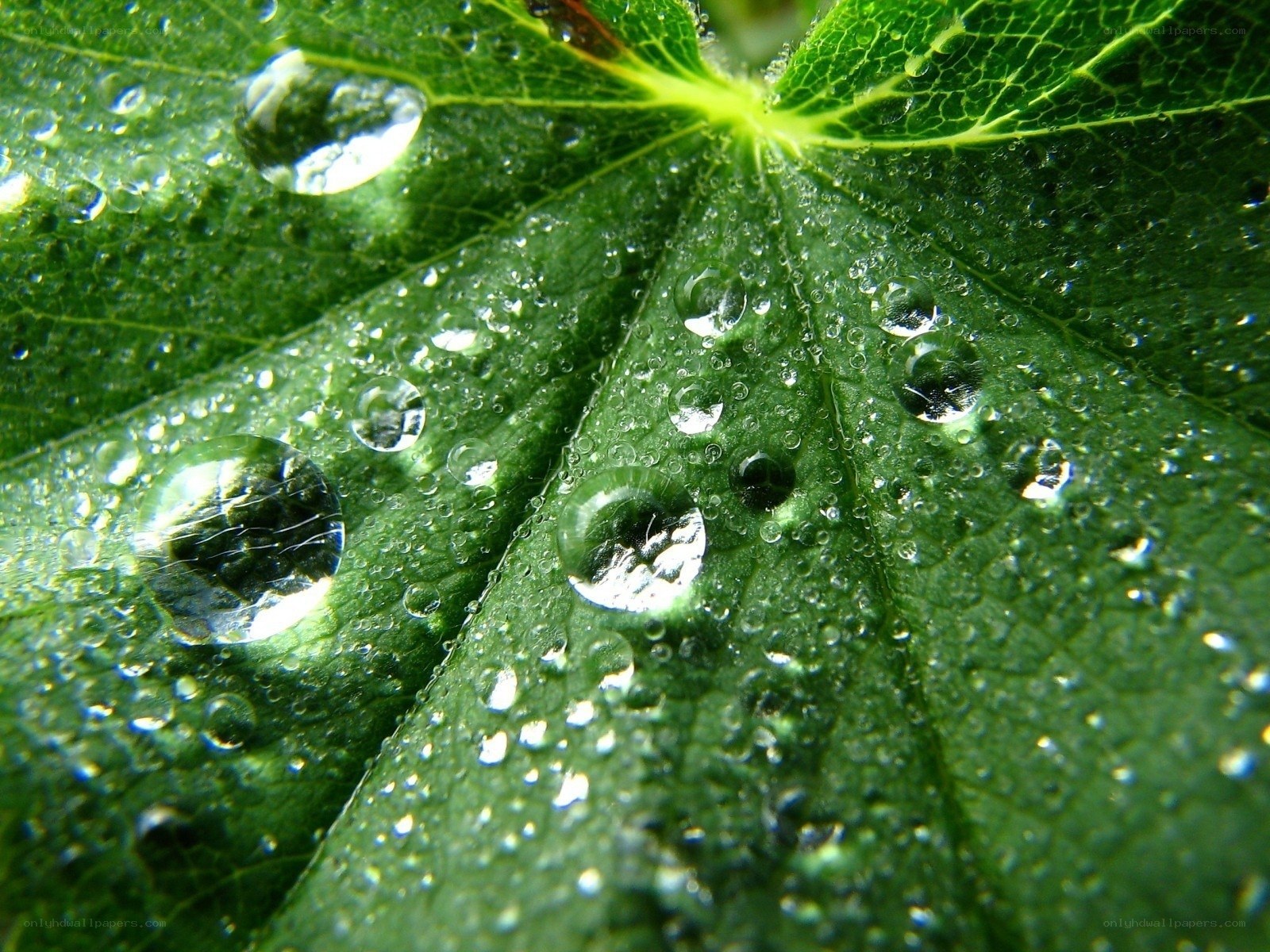 Water droplets on a green leaf