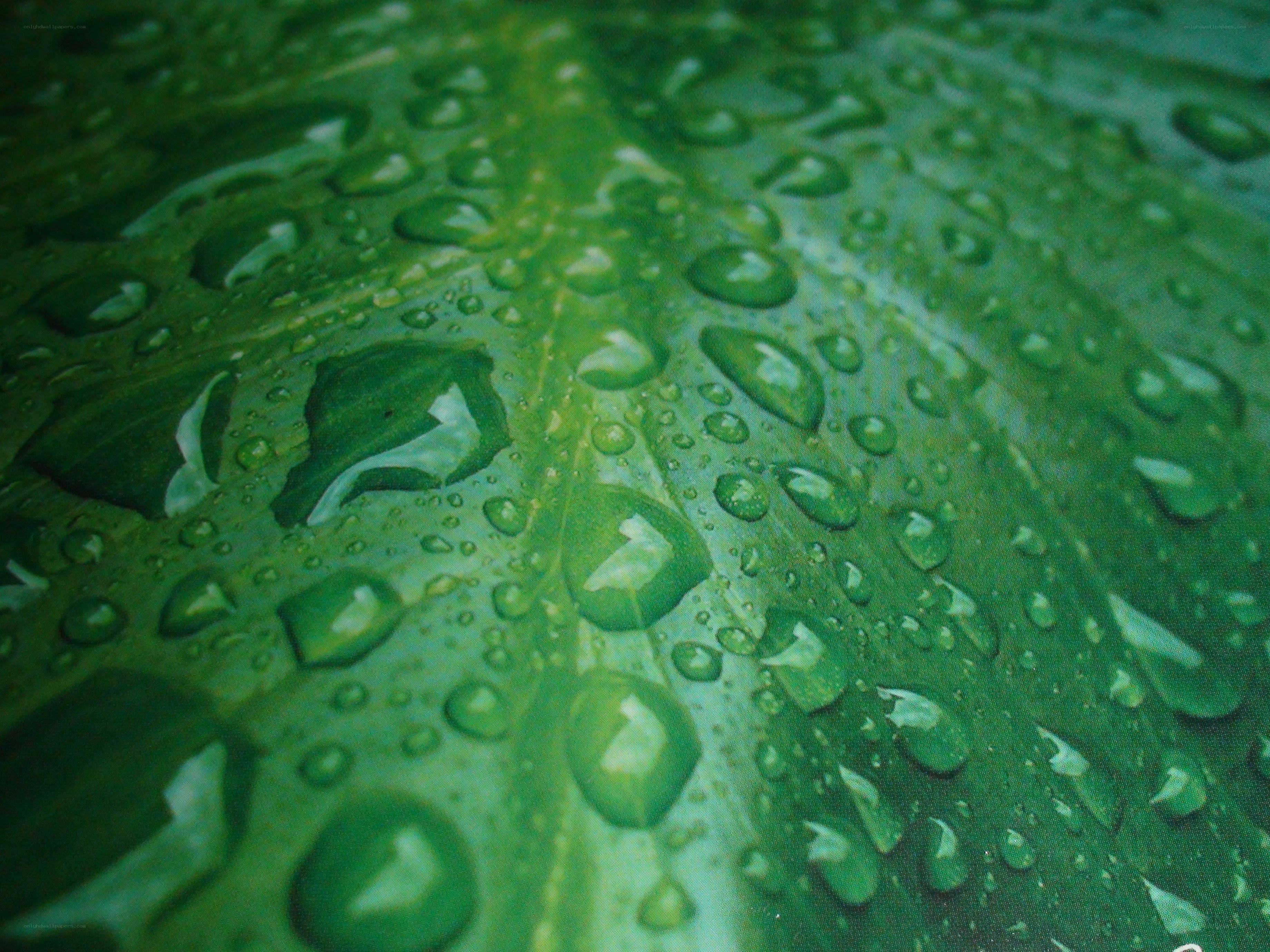 Water droplets on a green leaf