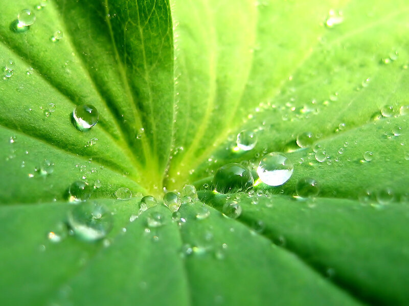 Water droplets on a green leaf