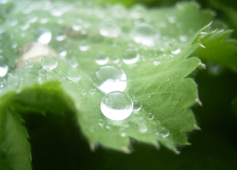 Water droplets on a green leaf