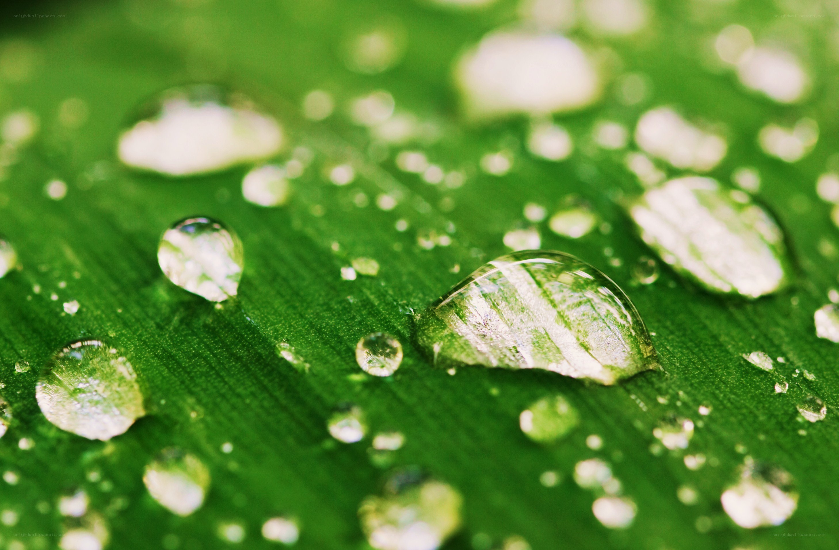 Water droplets on a green leaf