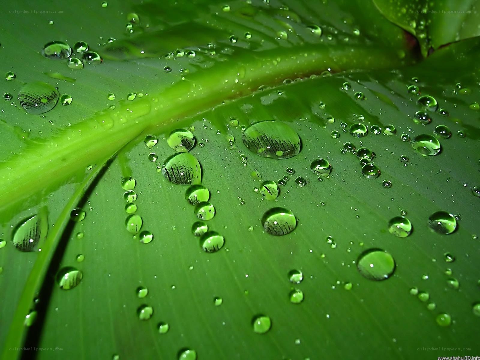 Water droplets on a green leaf