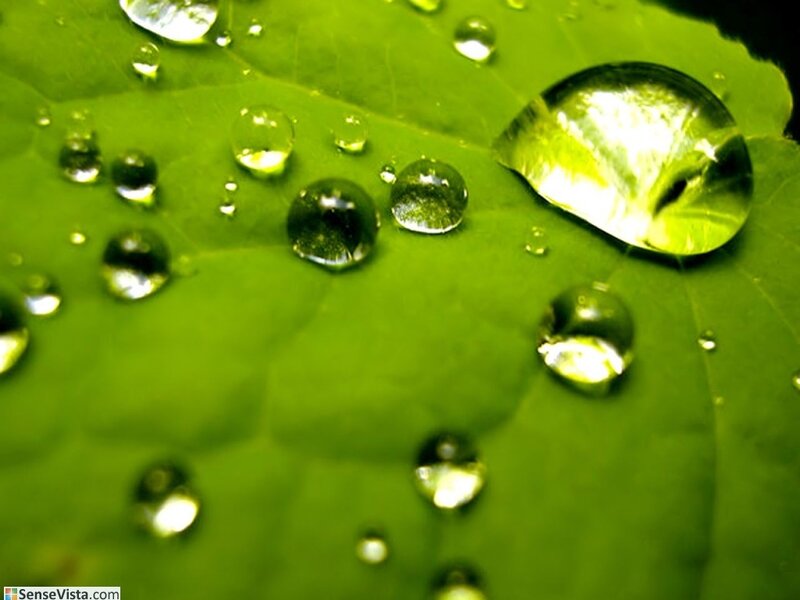 Water droplets on a green leaf