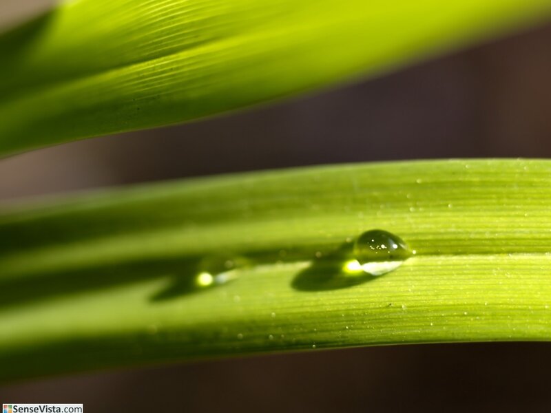 Water droplets on a green leaf