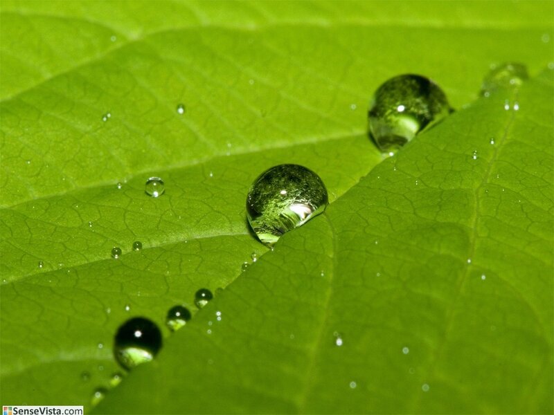 Water droplets on a green leaf