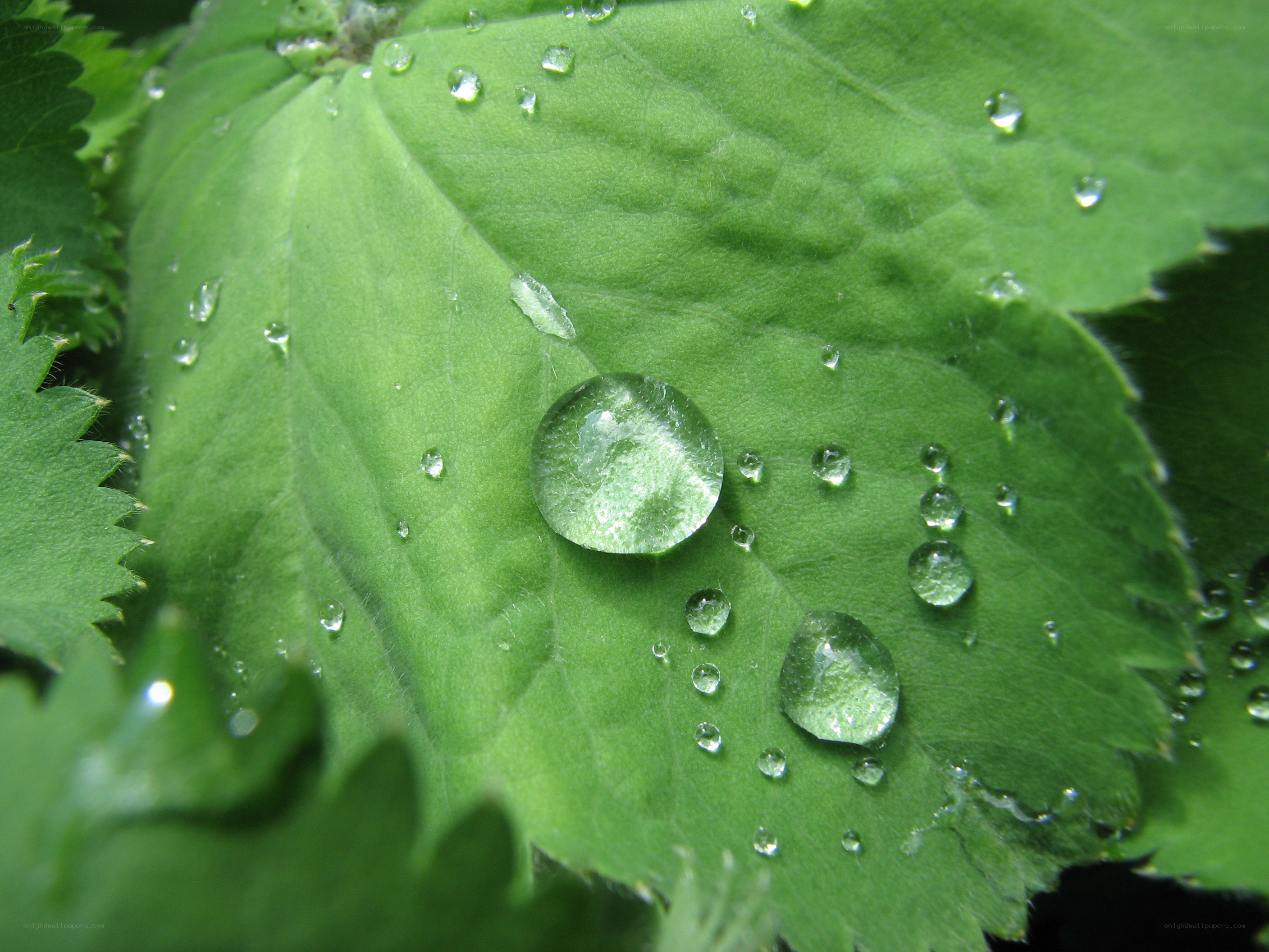 Water droplets on a green leaf