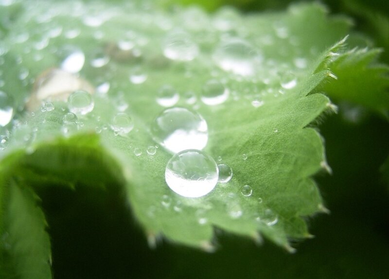 Water droplets on a green leaf