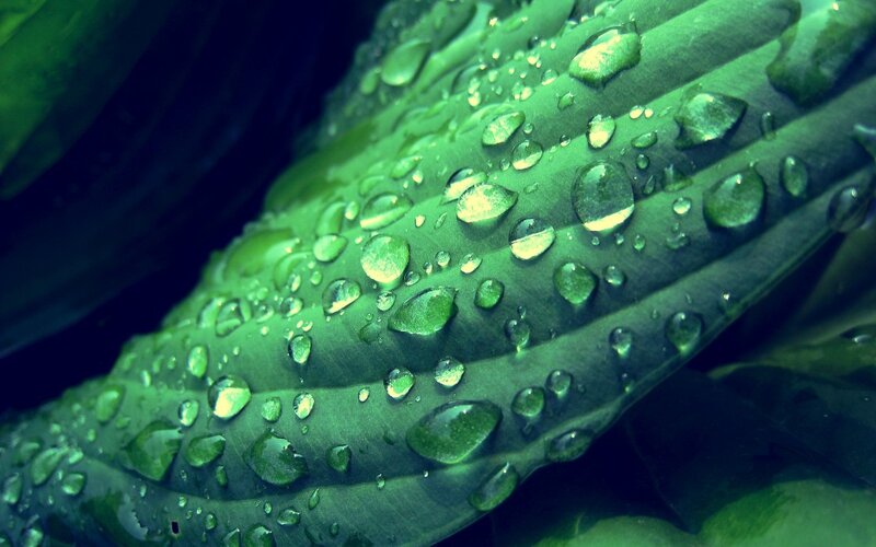 Water droplets on a green leaf