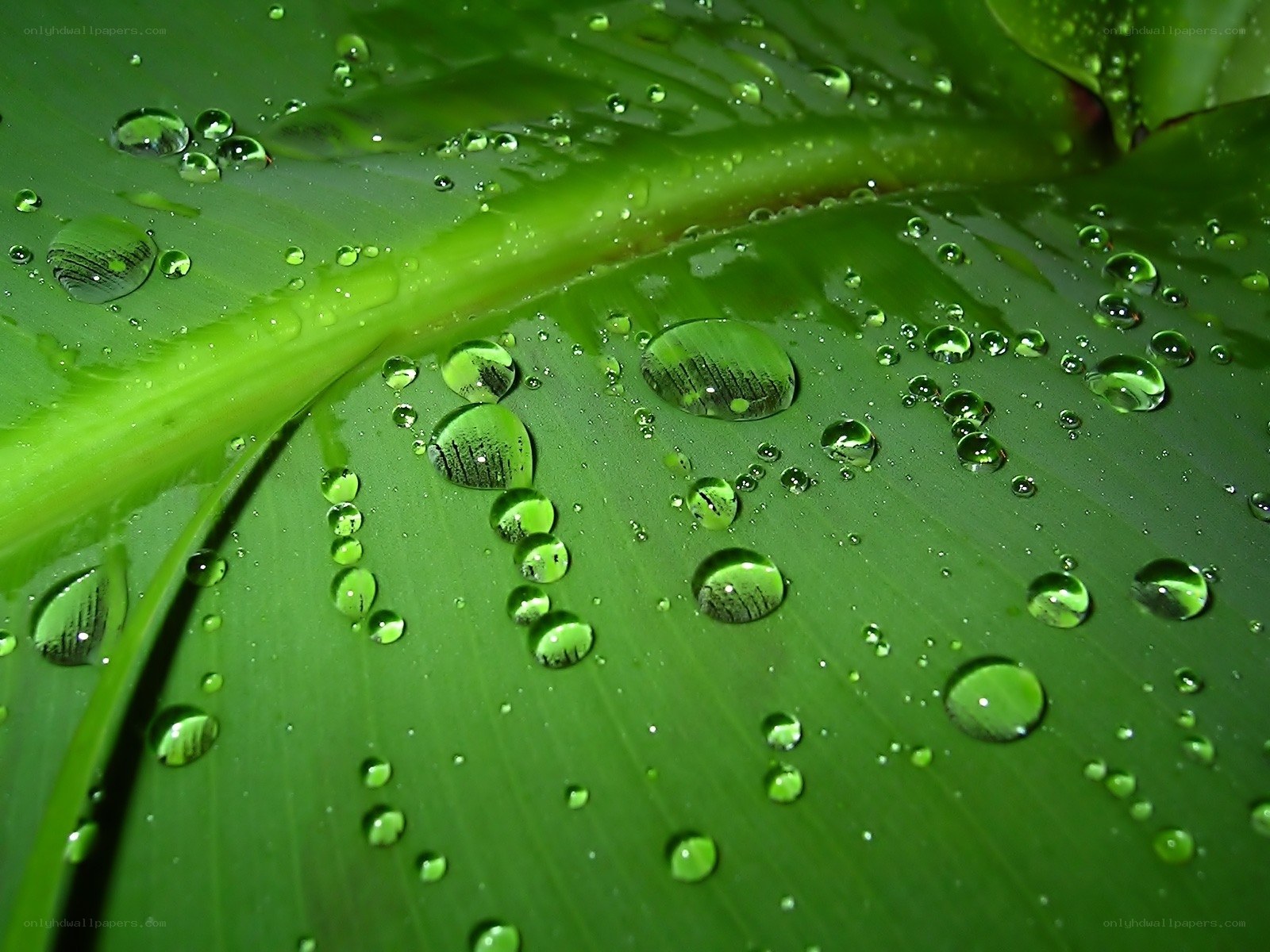 Water droplets on a green leaf