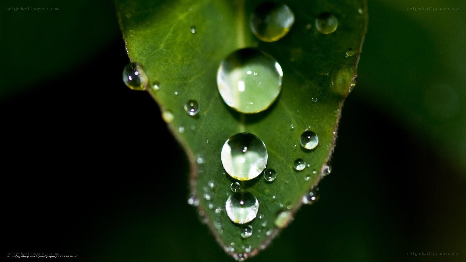 Water droplets on a green leaf