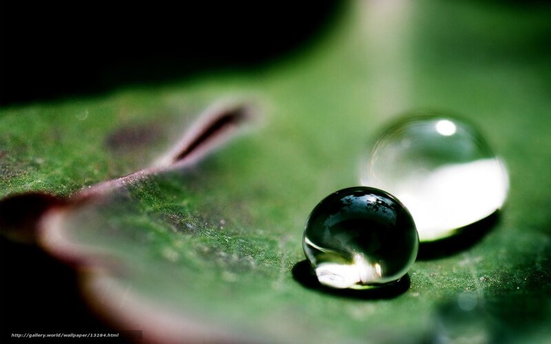 Water droplets on a green leaf
