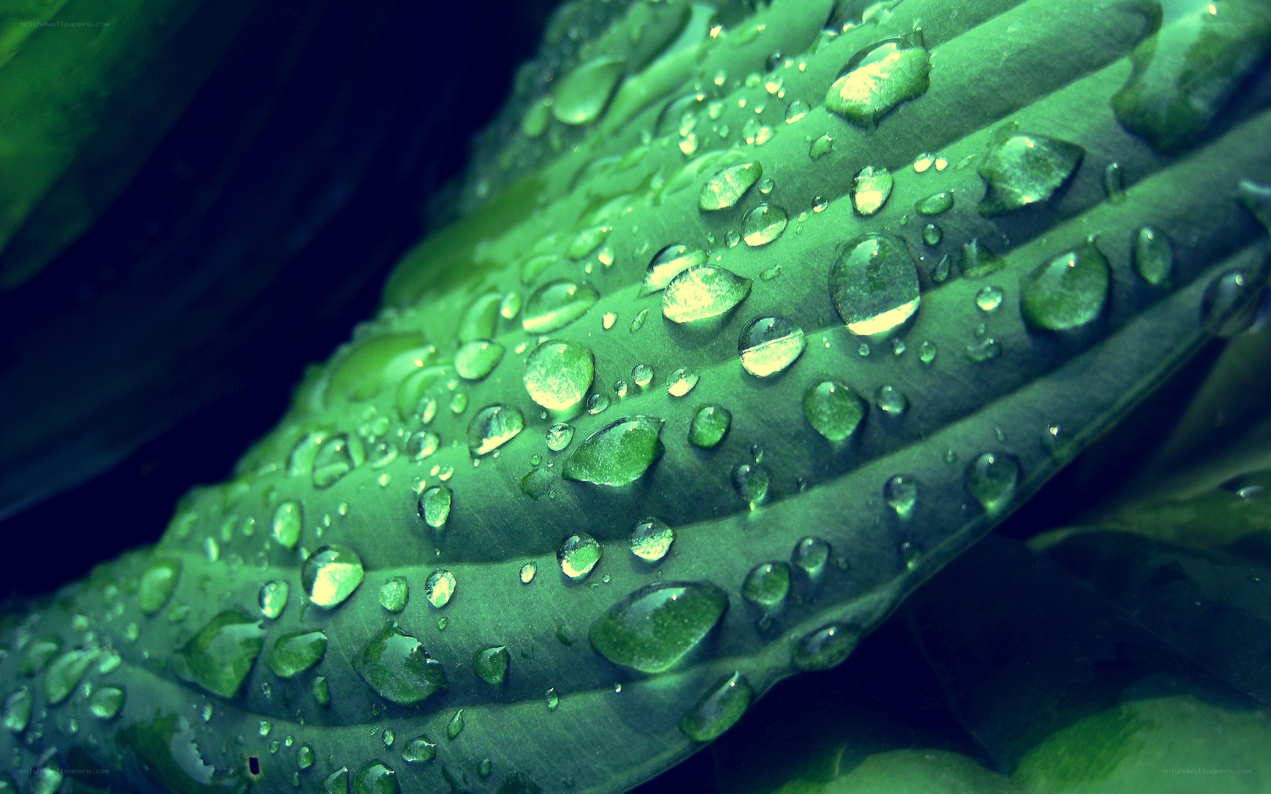 Water droplets on a green leaf